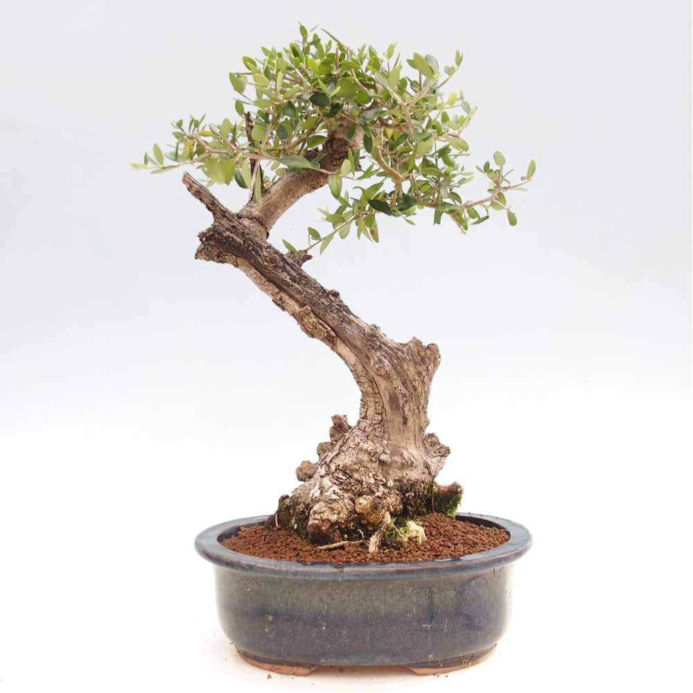 Kryte bonsai - Olea europaea sylvestris - Europejska oliwa z małych liści
