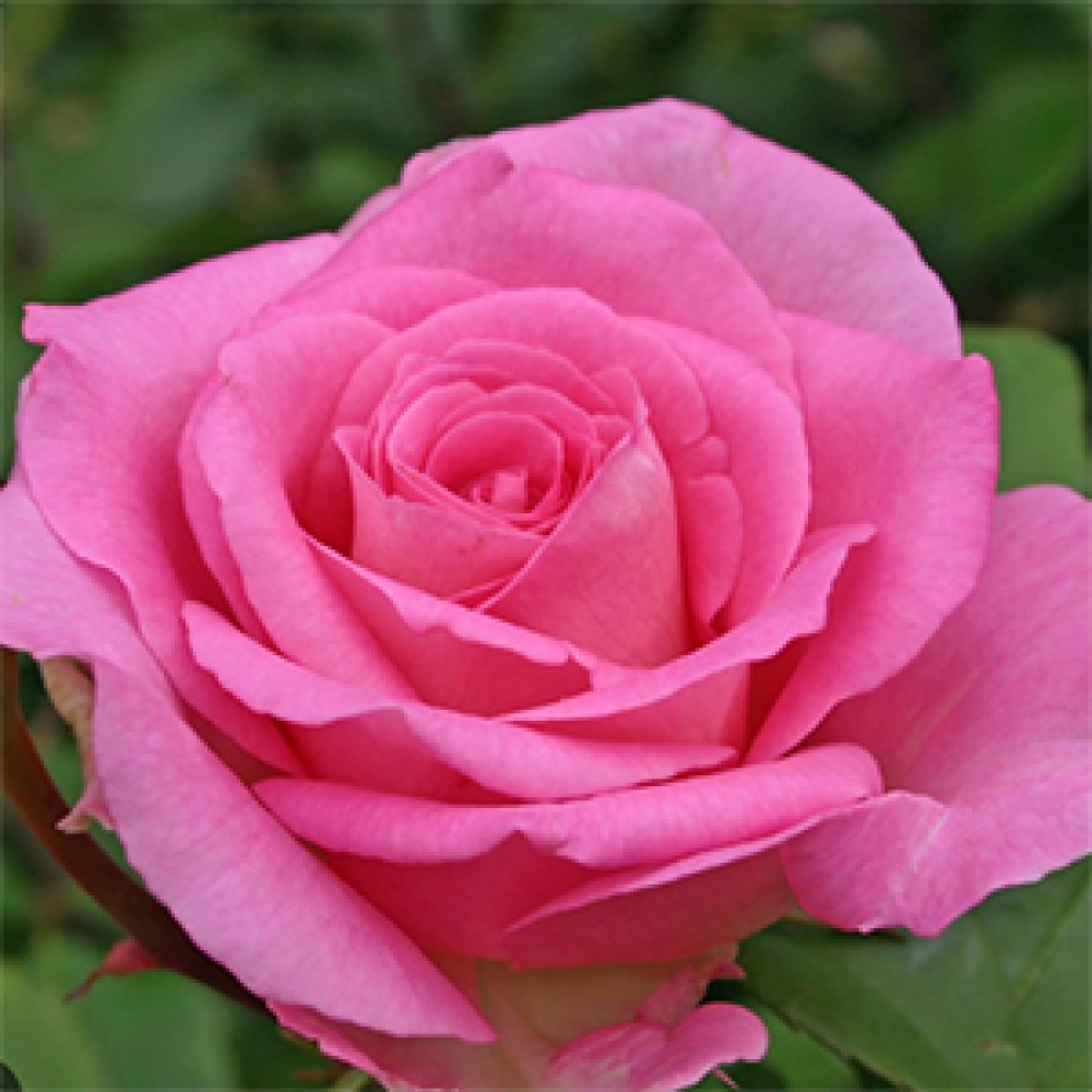Bonsai ogrodowe – Rosa Kordes – róża
