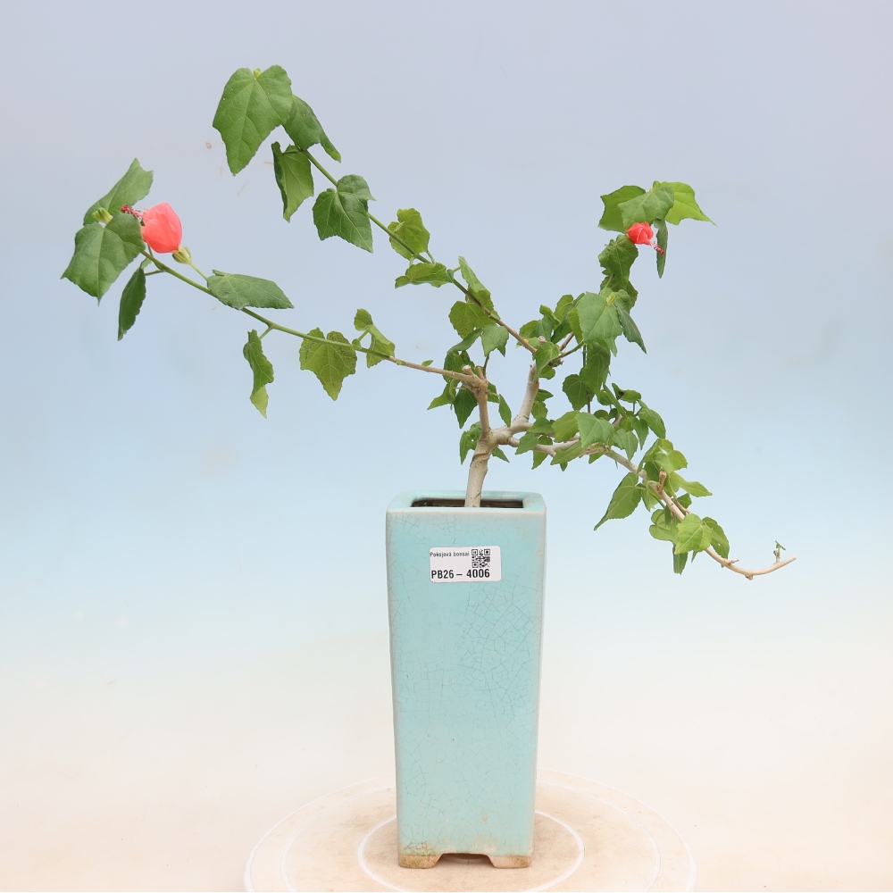 Bonsai domowe - Malvaviscus arboreus