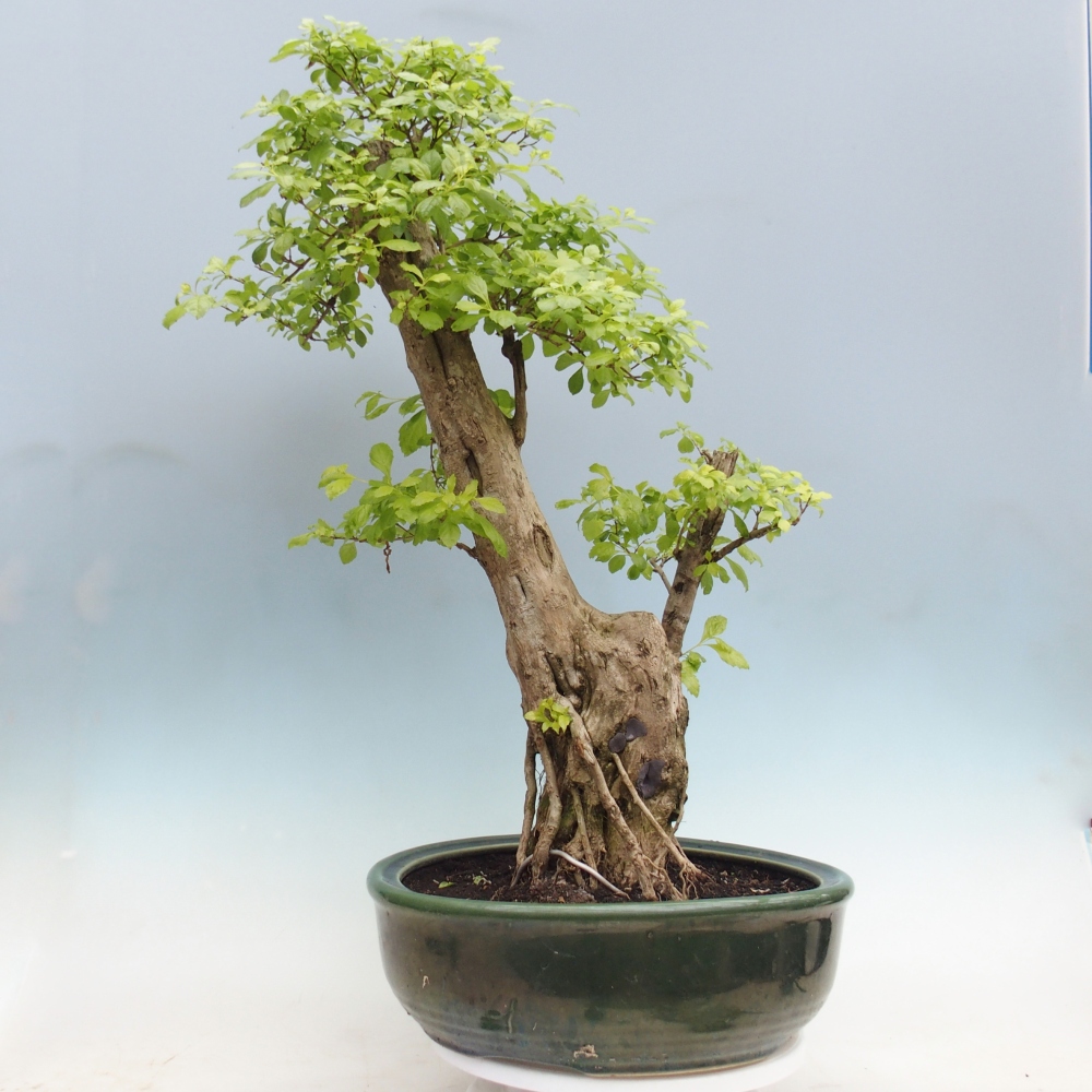 Bonsai pokojowe - Duranta erecta Aurea - WYŁĄCZNIE ODBIÓR OSOBISTY lub transport paletowy