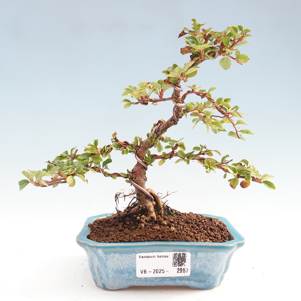 Plenerowe bonsai - Irga pozioma - Drzewo skalne