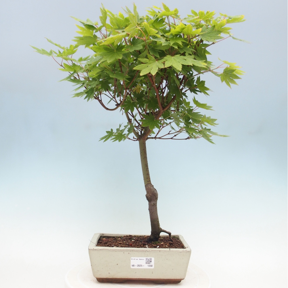 Bonsai zewnętrzne - Maple palmatum katsura GISAN - Maple palmate
