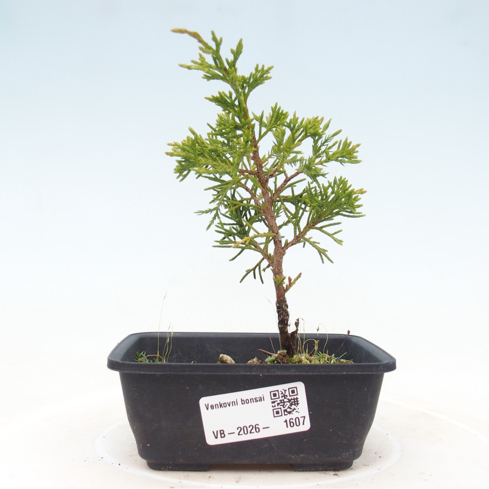 Outdoor bonsai - Juniperus chinensis Itoigawa