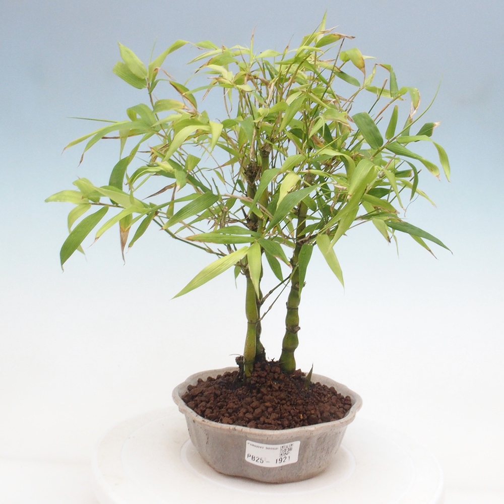 Bonsai wewnętrzne - Bambusowy Budda - Brzuch Bambusowego Buddy
