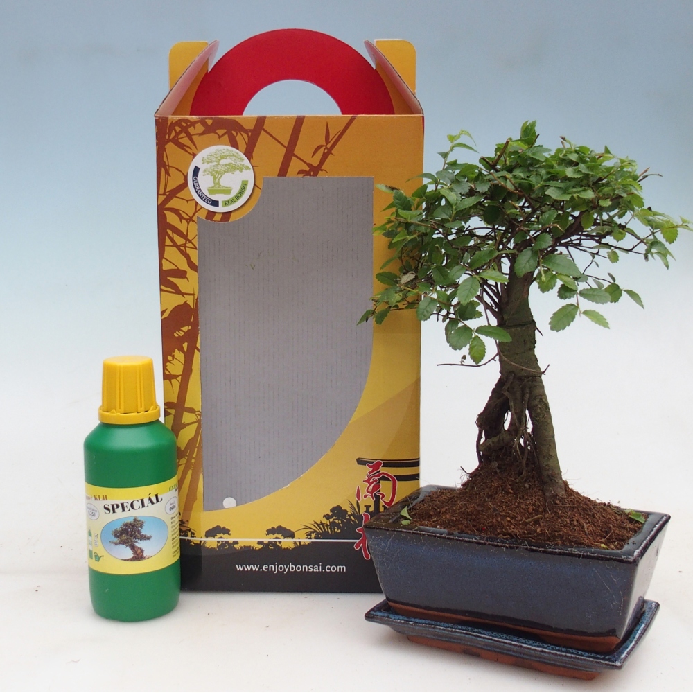 Ulmus parvifolia - wiąz chiński