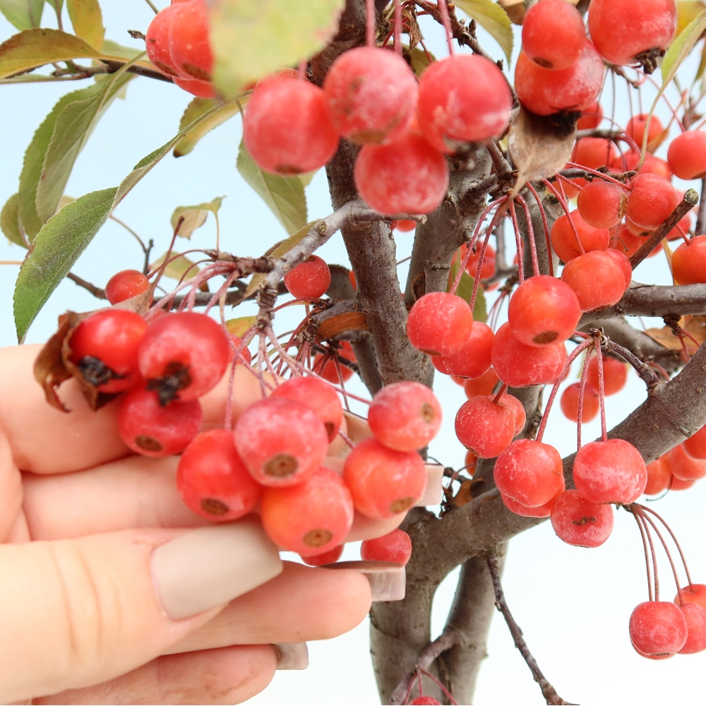 Outdoor bonsai - Malus domestica - Jabłoń czerwonolistna o małych owocach