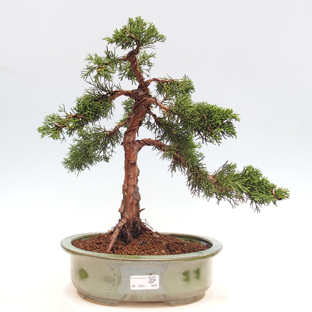 Outdoor bonsai - Juniperus chinensis Kishu - chiński jałowiec
