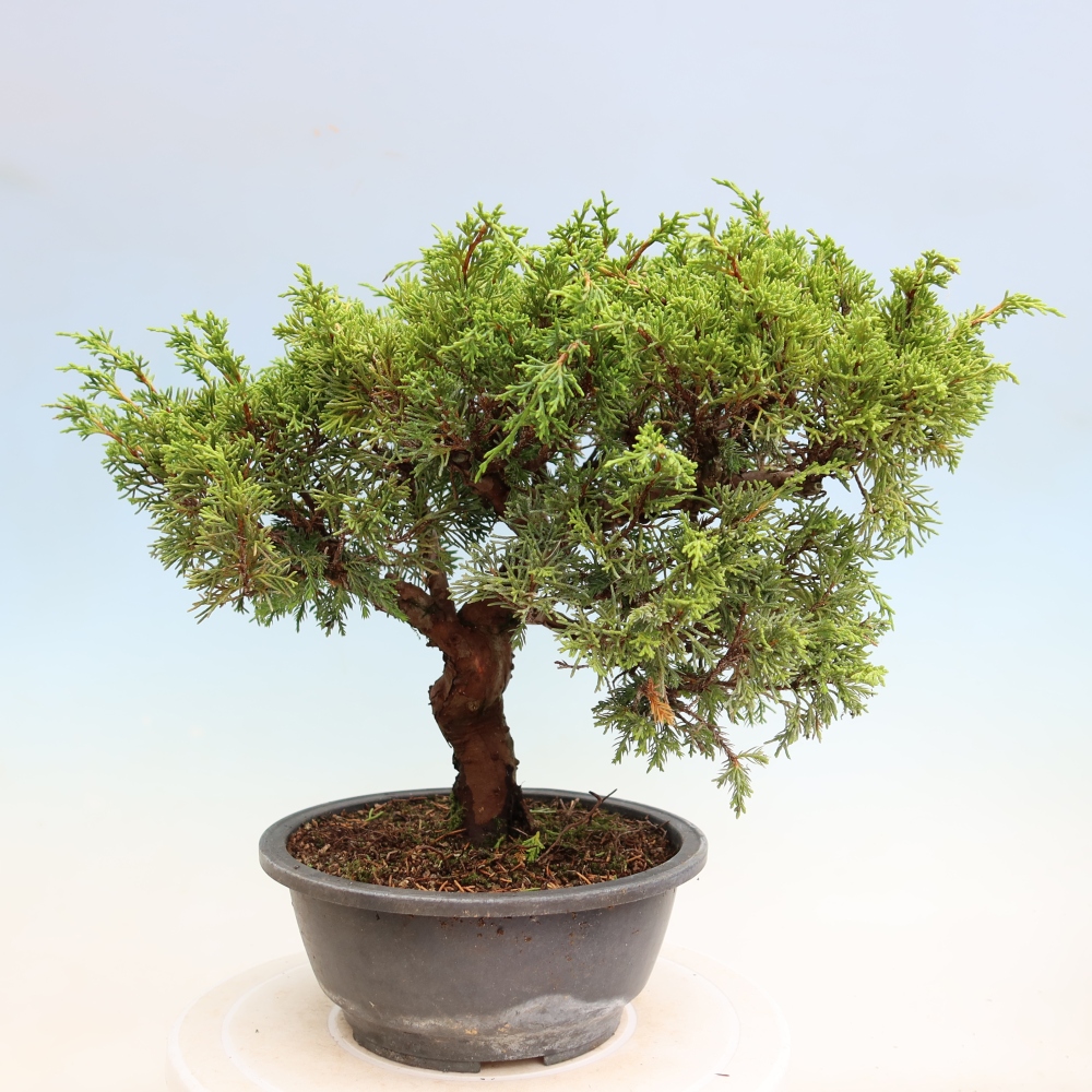 Bonsai ogrodowe – Juniperus chinensis Itoigawa – jałowiec chiński