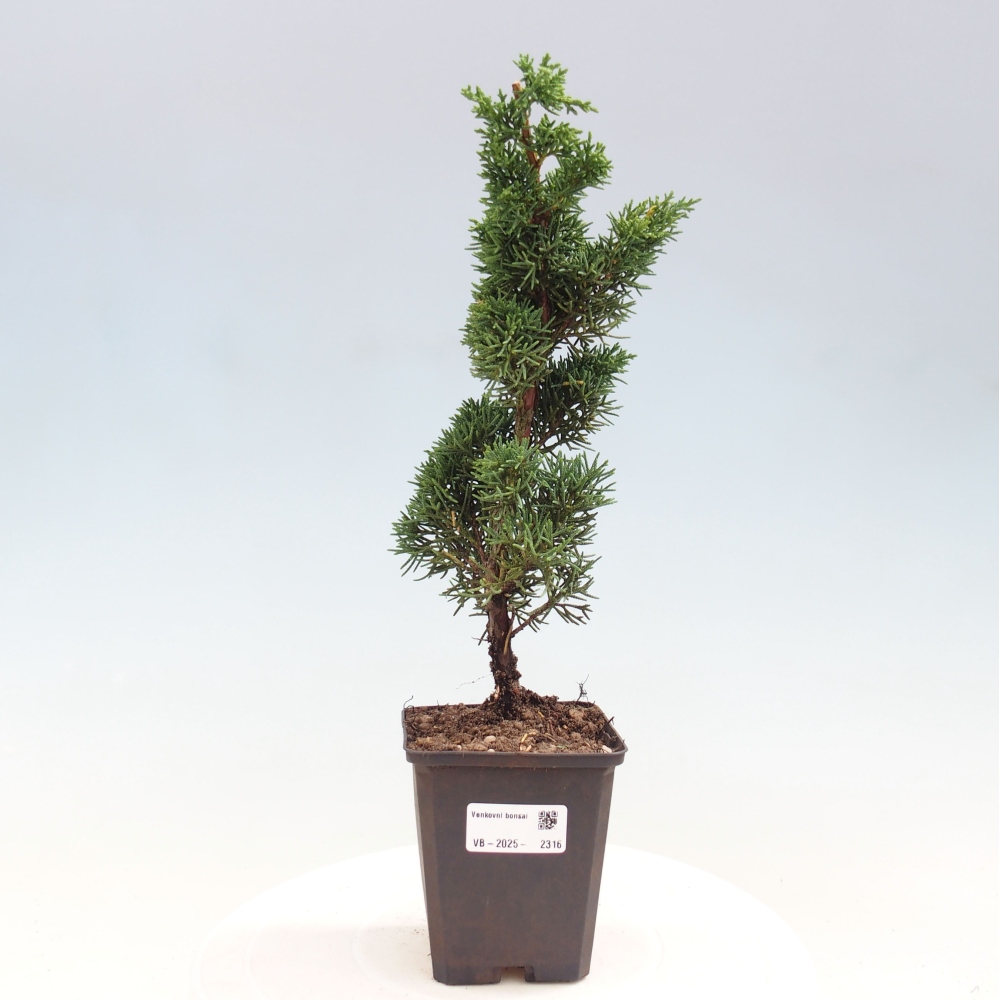 Outdoor bonsai - Juniperus chinensis Kishu - chiński jałowiec