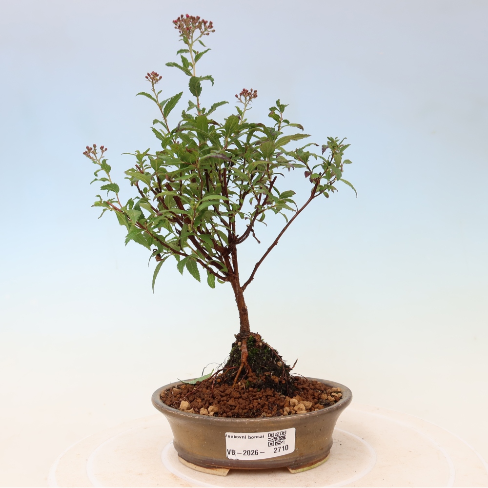 Bonsai ogrodowe – spirea japońska – Spirea japonica Anthony Waterer