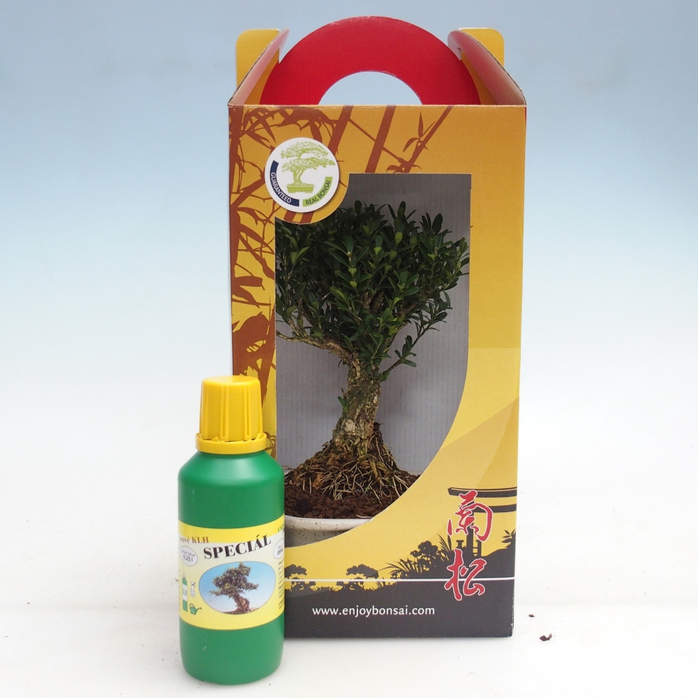 Bonsai pokojowe w pudełku upominkowym Buxus harlandii - buxus korkowy