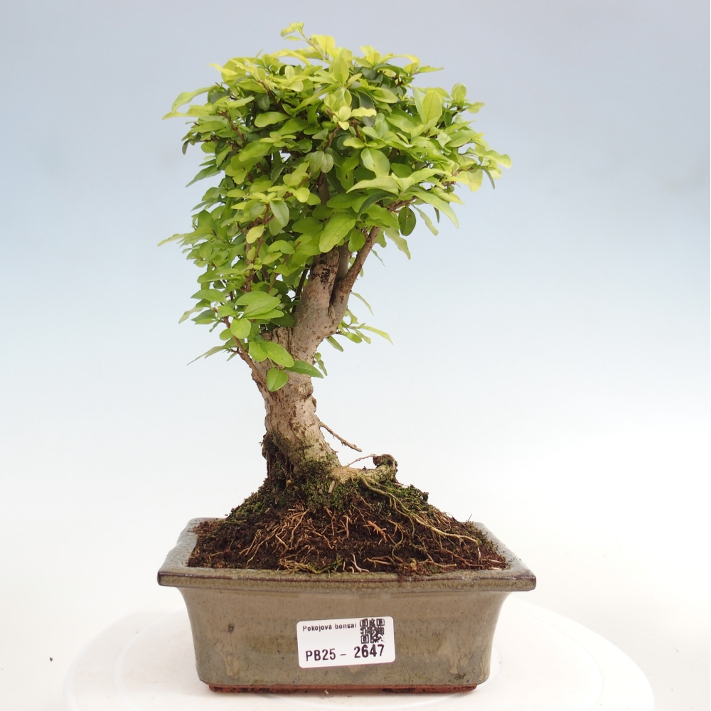 Kryte bonsai - Ligustrum chinensis - widok z lotu ptaka