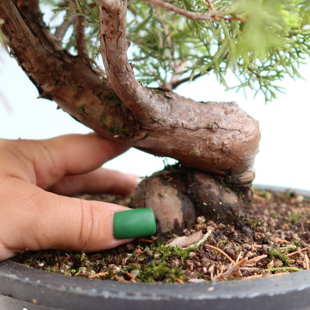 Bonsai ogrodowe – Juniperus chinensis Itoigawa – jałowiec chiński