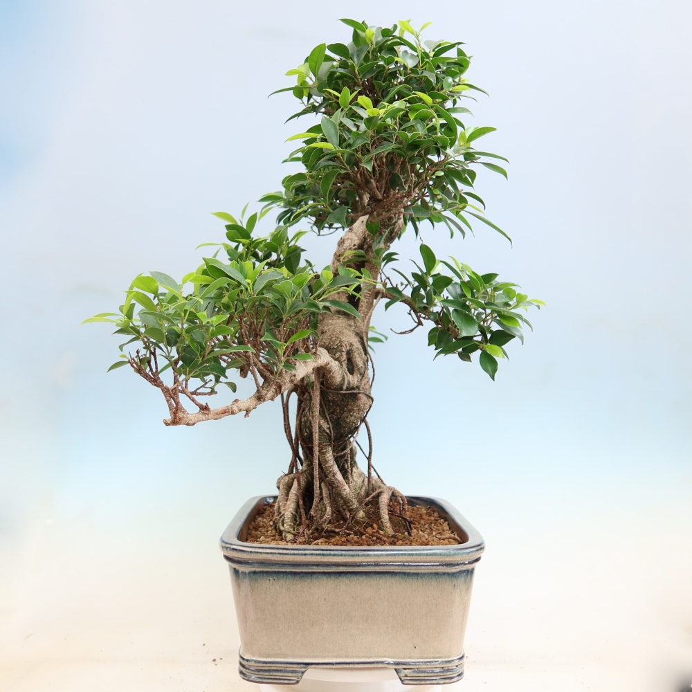 Pokój bonsai - Ficus kimmen - figowiec drobnolistny