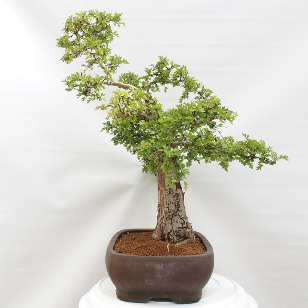 Bonsai zewnętrzne - Głóg - Crataegus monogyna