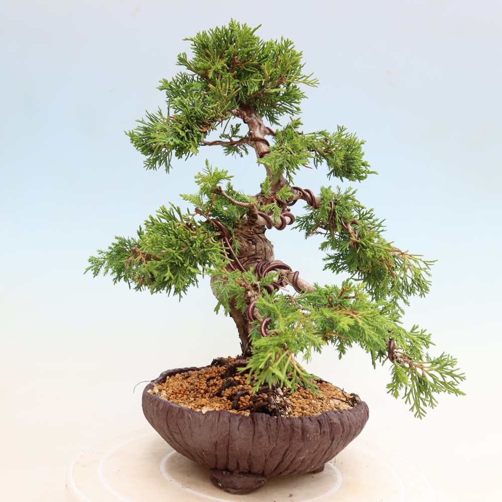 Bonsai ogrodowe – Juniperus chinensis Itoigawa – jałowiec chiński