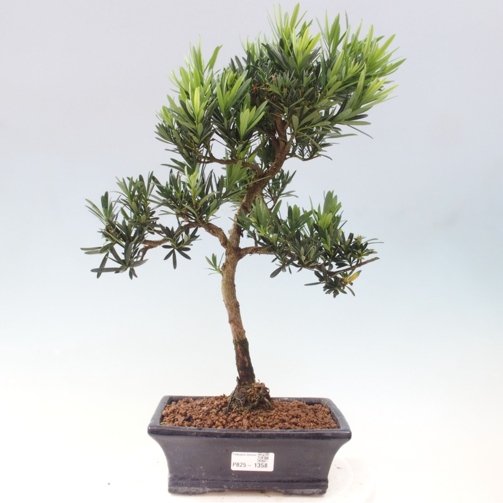 Kryty bonsai - Podocarpus - Kamienny tys