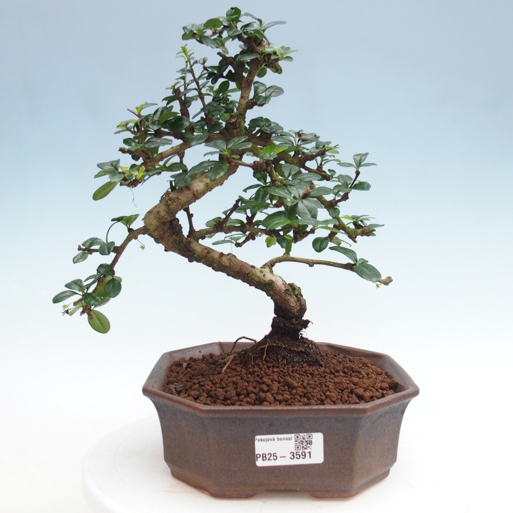 Bonsai pokojowe - Carmona macrophylla - Tea fuki