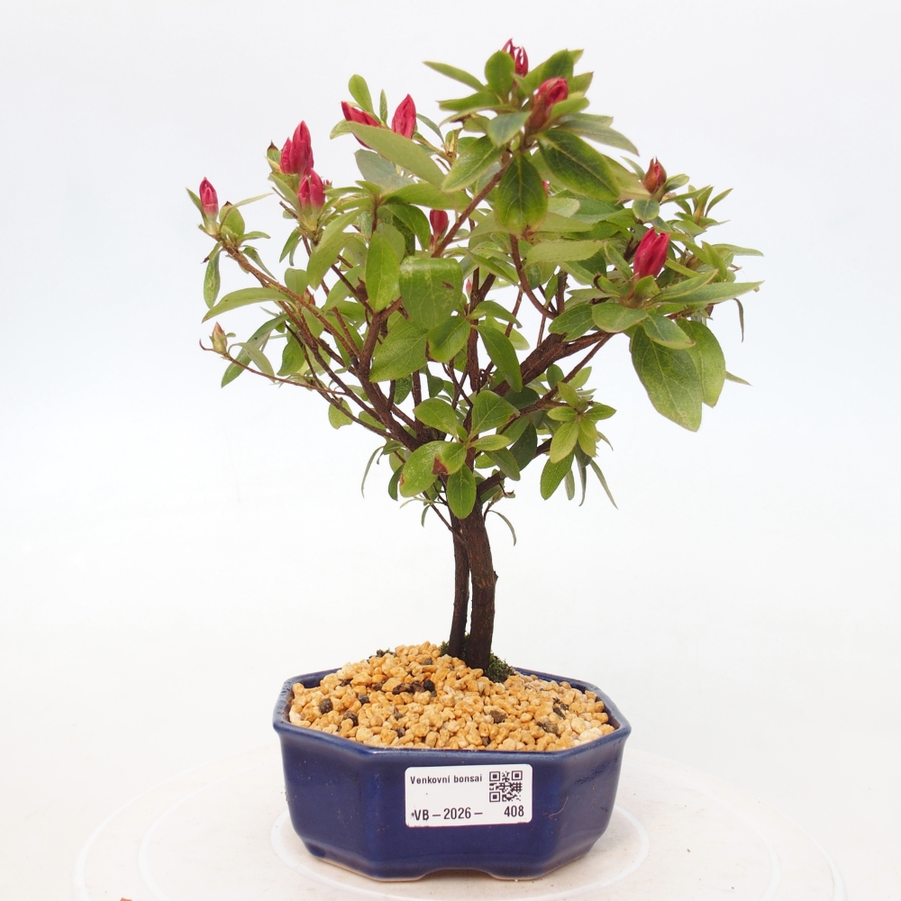 Outdoor bonsai - Azalia japońska - Azalea sp.