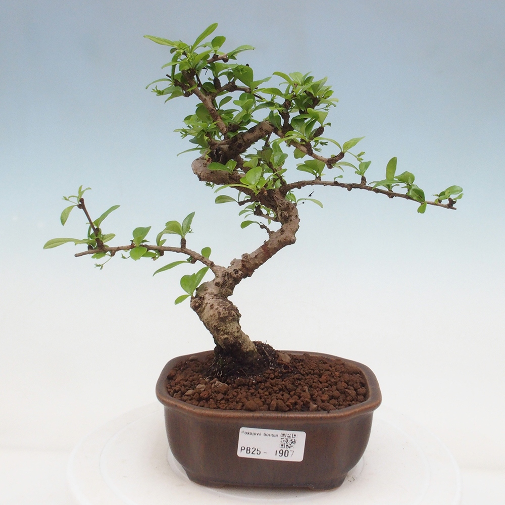 Bonsai wewnętrzne - Carmona makrophylla - Herbata Fuki