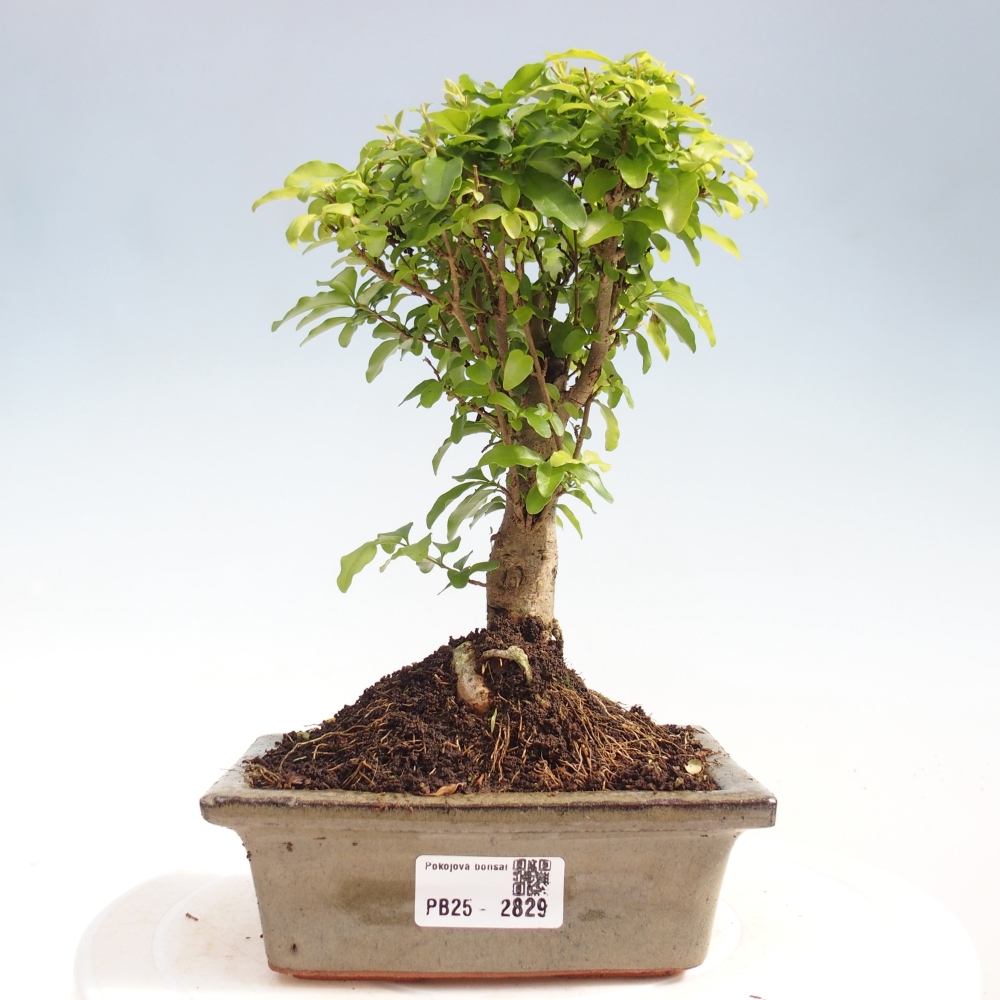 Kryte bonsai - Ligustrum chinensis - widok z lotu ptaka
