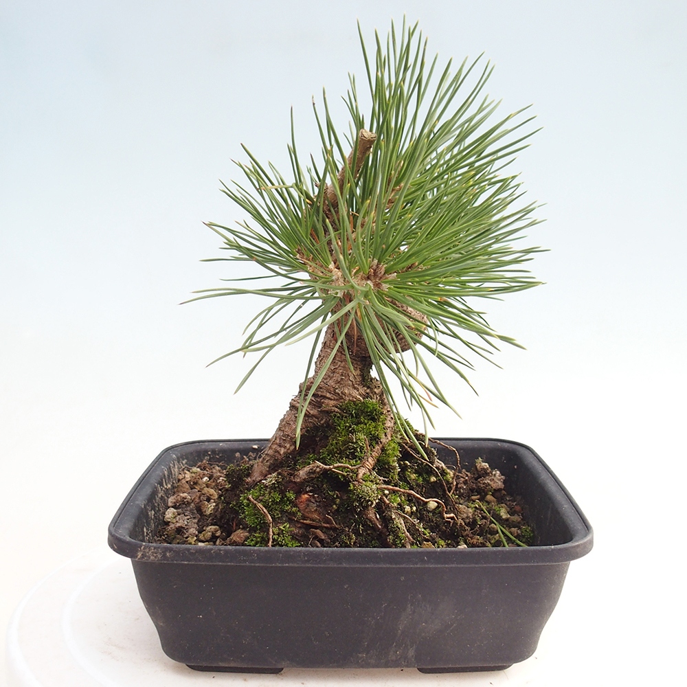 Outdoor bonsai - Pinus thunbergii - sosna Thunberga