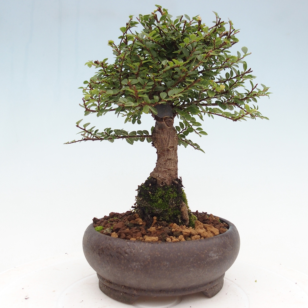 Outdoor bonsai - Ulmus parvifolia Hokkaido - wiąz chiński