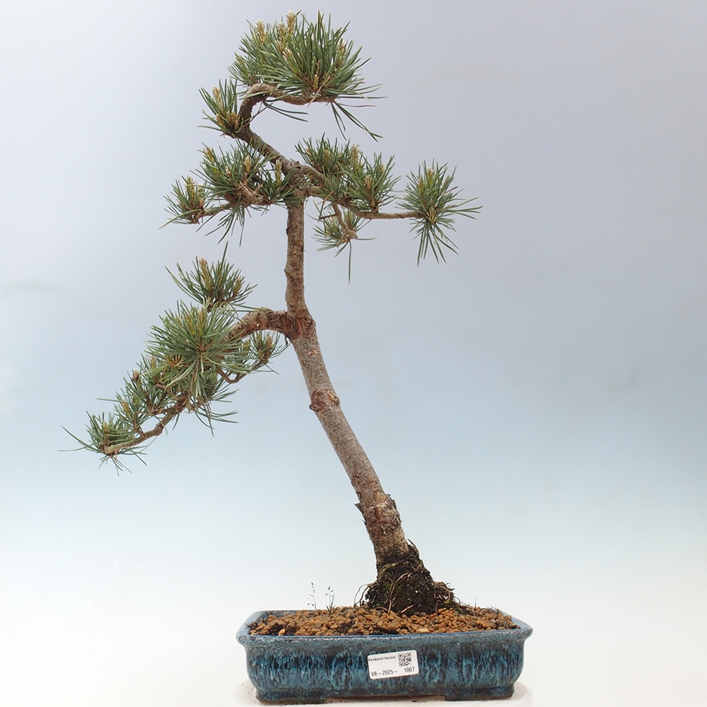 Outdoor bonsai - Pinus Sylvestris - sosna zwyczajna