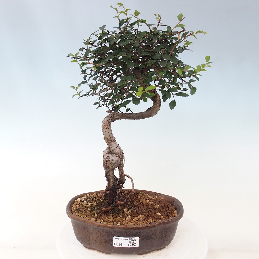 Pokój bonsai - Ulmus parvifolia - Wiąz drobnolistny