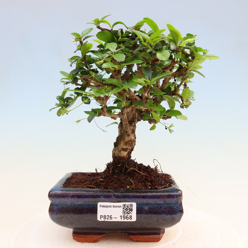 Bonsai pokojowe - Carmona macrophylla - Tea fuki