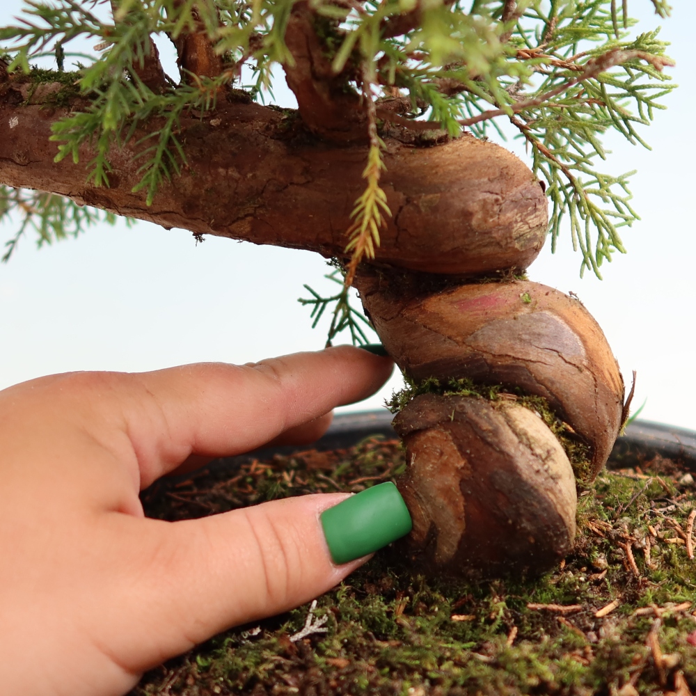Bonsai ogrodowe – Juniperus chinensis Itoigawa – jałowiec chiński