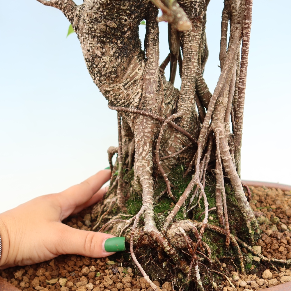 Pokój bonsai - Ficus kimmen - figowiec drobnolistny