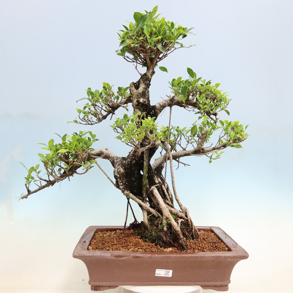 Pokój bonsai - Ficus kimmen - figowiec drobnolistny