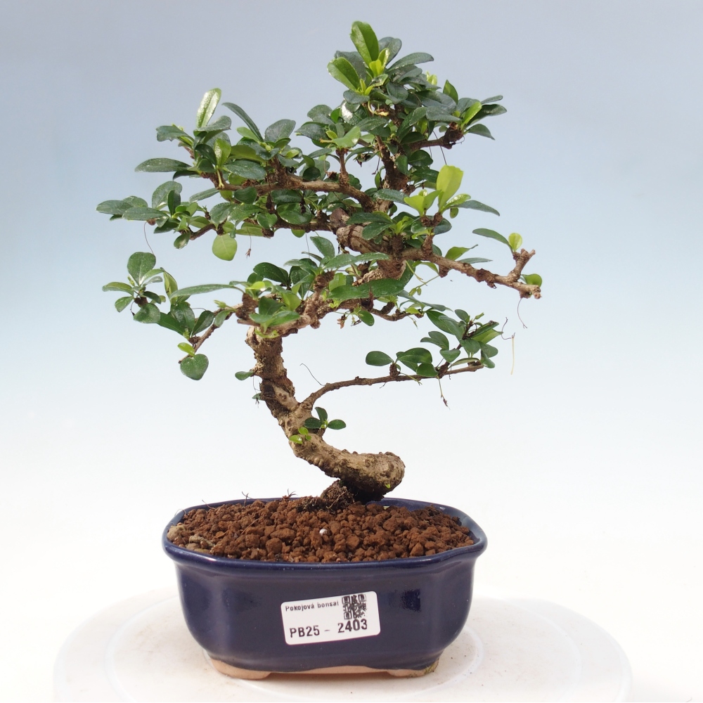 Bonsai wewnętrzne - Carmona makrophylla - Herbata Fuki