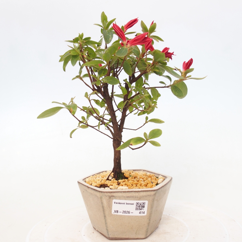 Outdoor bonsai - Azalia japońska - Azalea sp.