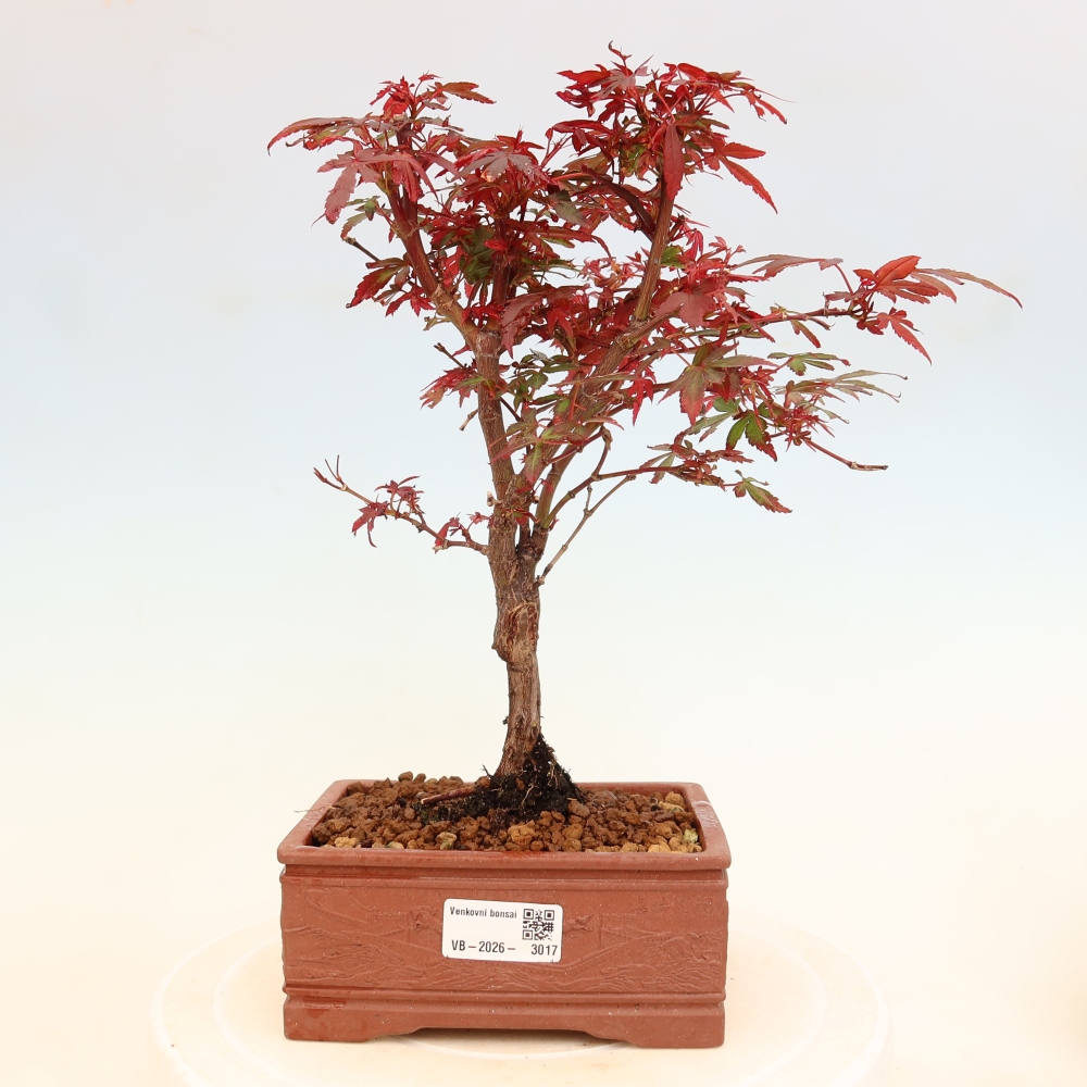 Bonsai ogrodowe – klon palmowy – Acer palmatum Berry Broom 