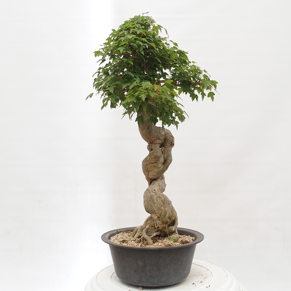 Outdoor bonsai - Maple Buergerianum - Burger Maple