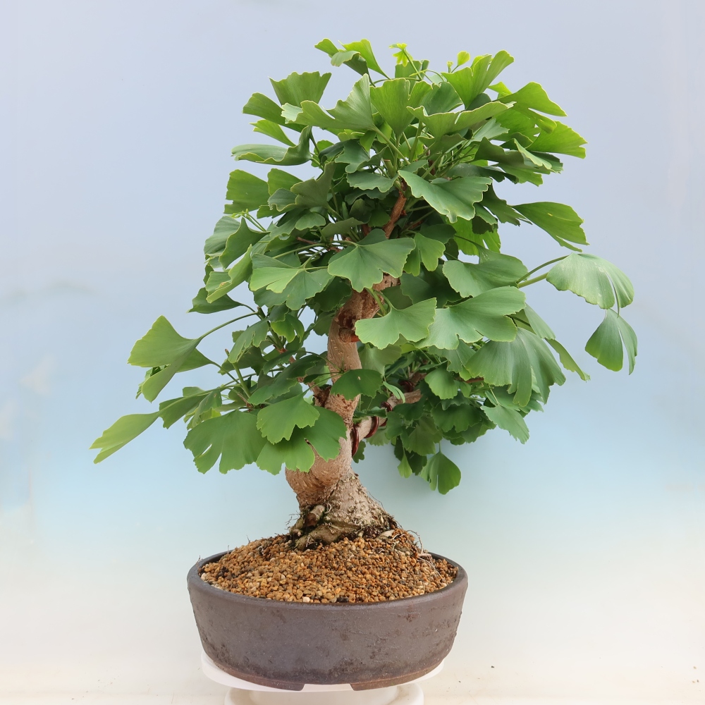 Outdoor bonsai - Ginkgo biloba - Miłorząb dwuklapowy