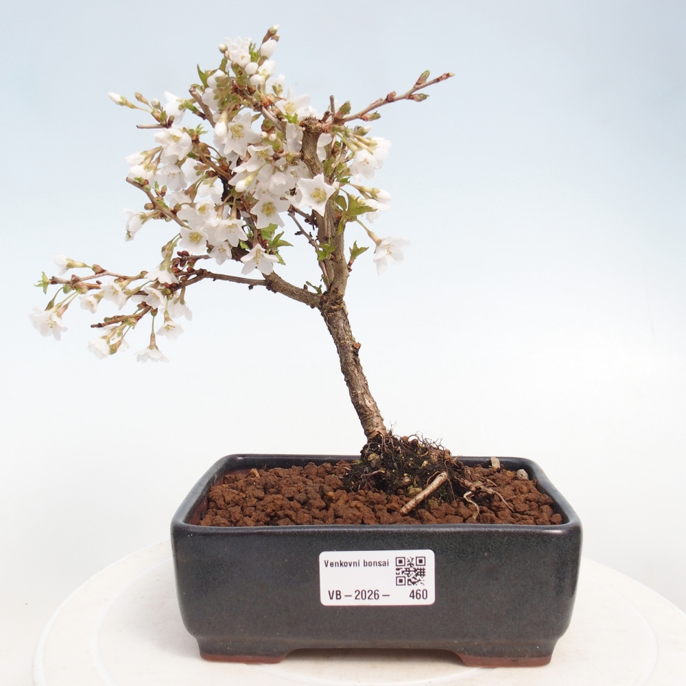 Outdoor bonsai - Prunus incisa Kojou-no mai-Plivon wycięty