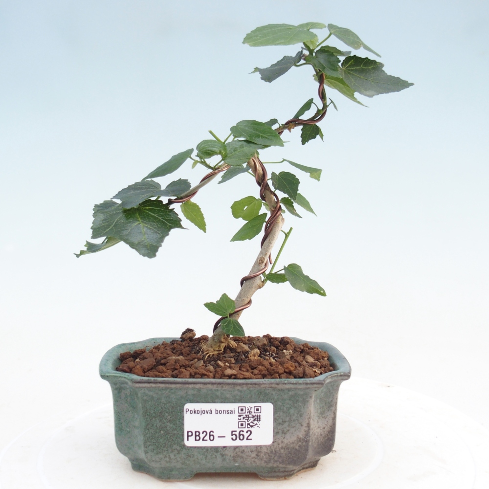 Bonsai domowe - Malvaviscus arboreus