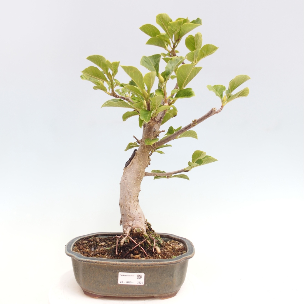 Bonsai zewnętrzne - Magnolia Czarny Tulipan - Magnolia