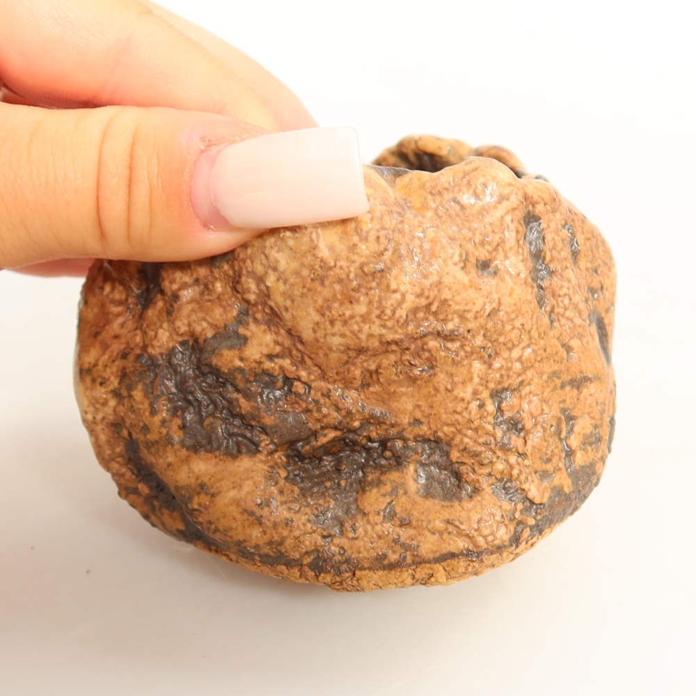 Ceramiczna skorupa  7 x 6 x 6 cm, kolor brązowy