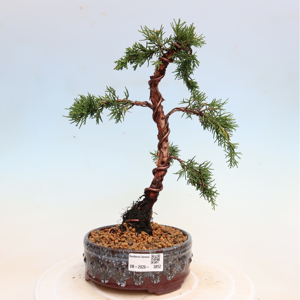 Outdoor bonsai - Juniperus chinensis Kishu