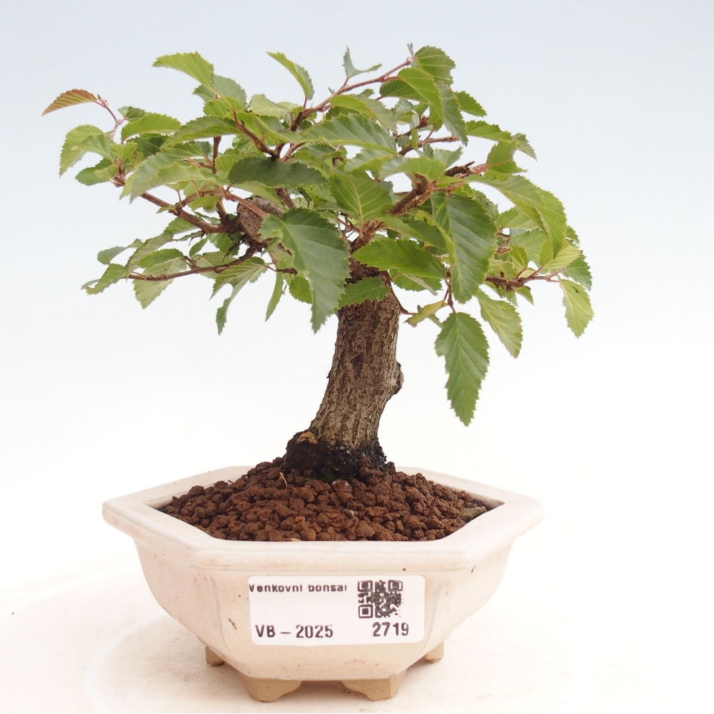 Na zewnątrz bonsai-Karpiny KARPINOWE - Koreański Grab