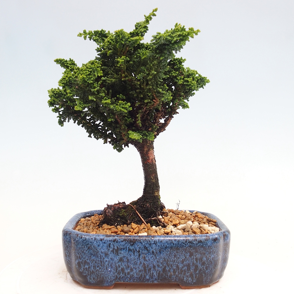 Bonsai zewnętrzne - Cham. obtusa SEKKA HINOKI - Cyprys