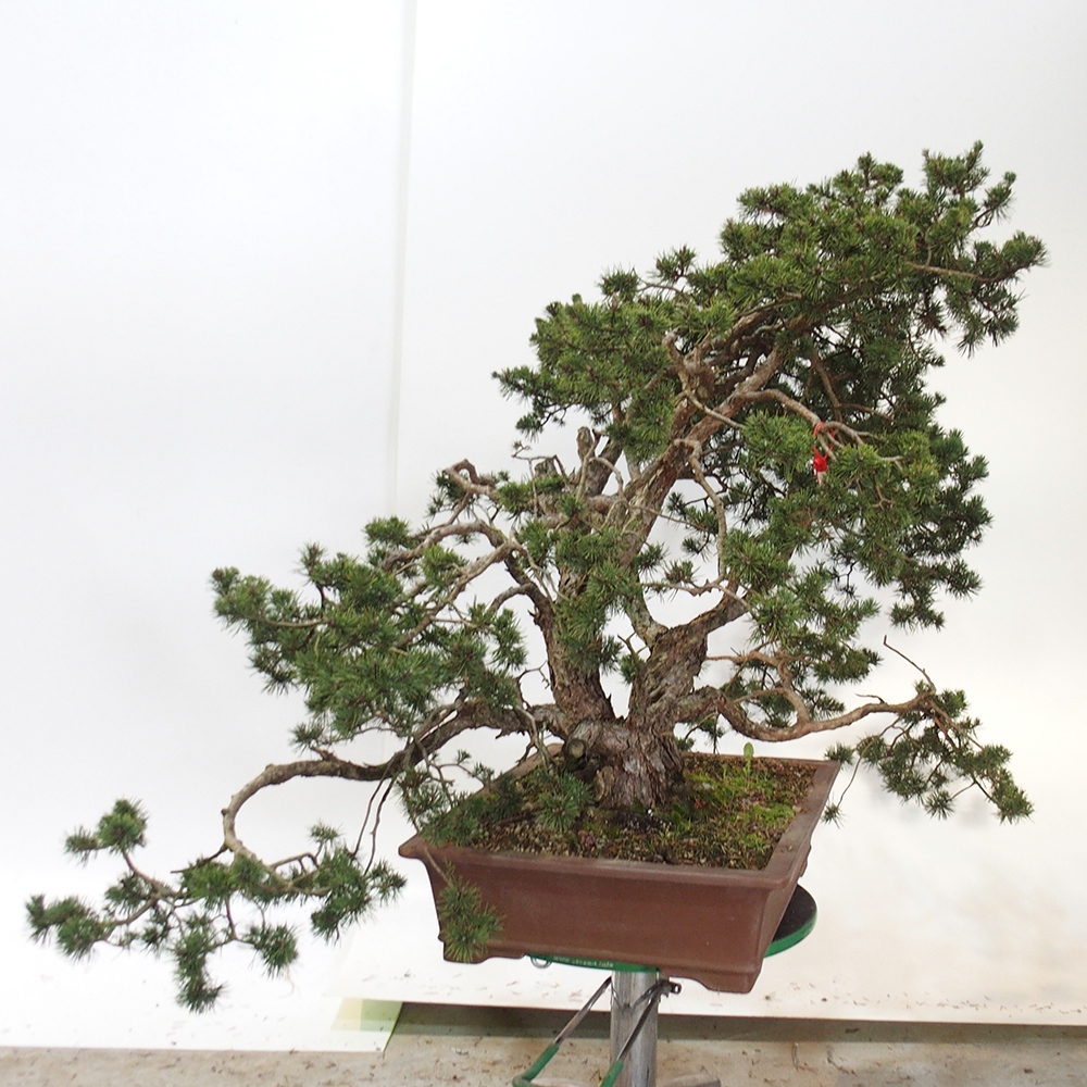 Yamadori - Pinus sylvestris Hiszpania