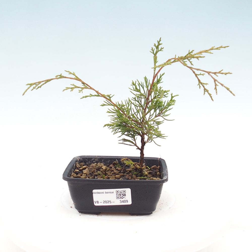 Outdoor bonsai - Juniperus chinensis Itoigawa