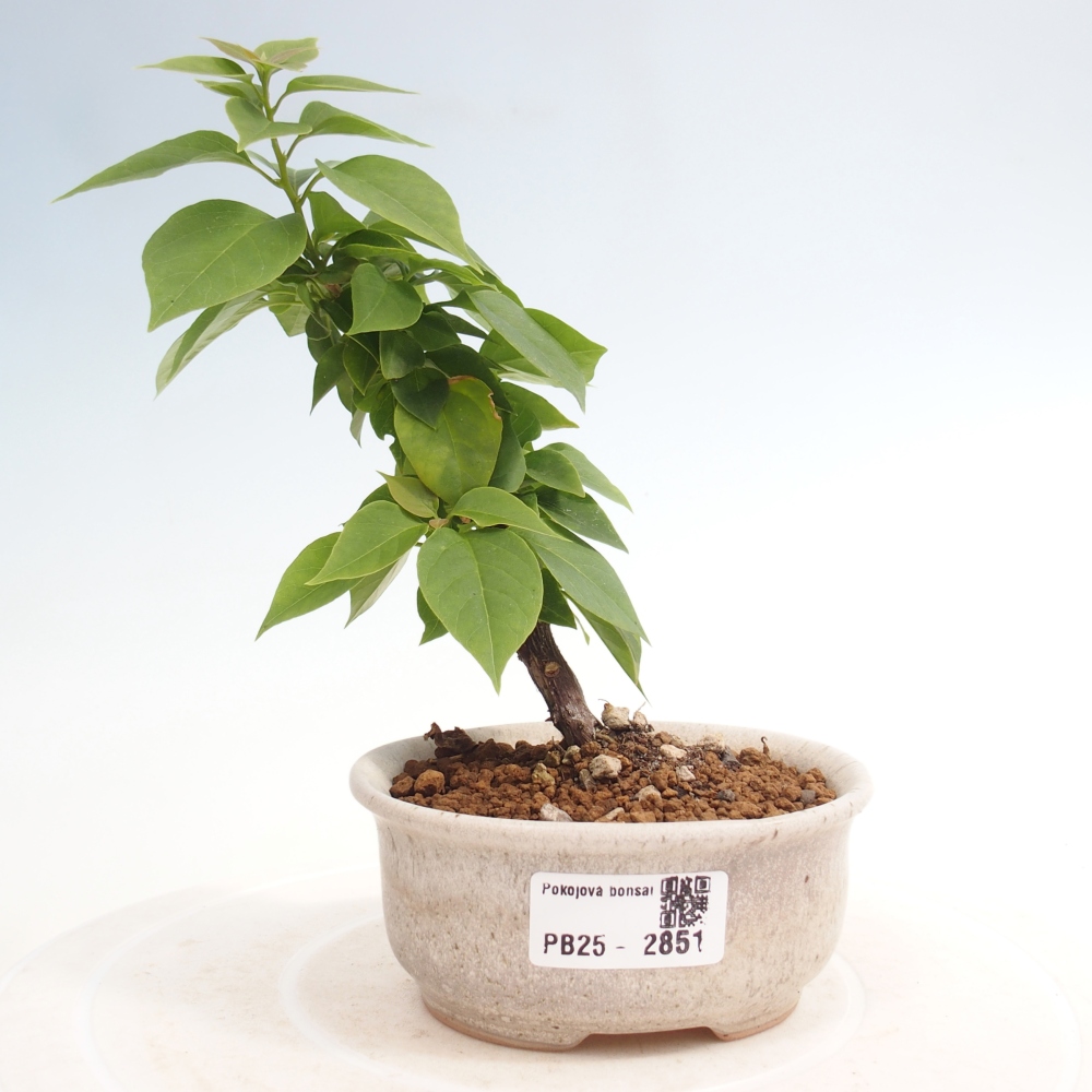 Bonsai do wnętrz - Bouganwilea