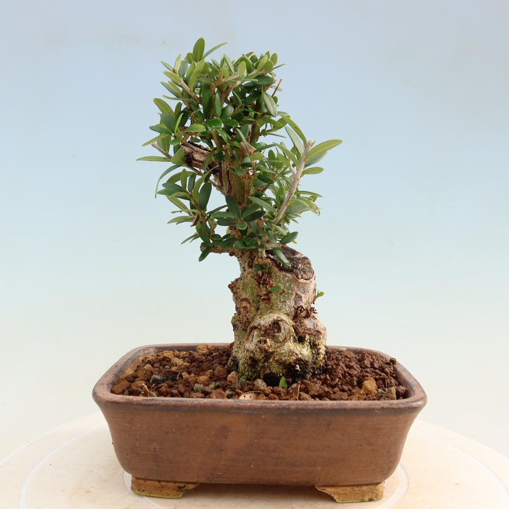 Bonsai do wnętrz - Olea europaea sylvestris