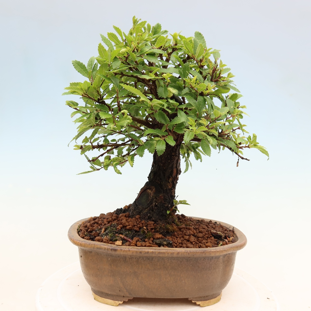 Bonsai zewnętrzne - Zelkova - Zelkova NIRE